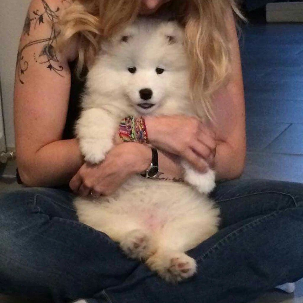 Cliente de Barranquilla con su cachorro Samoyedo Frida
