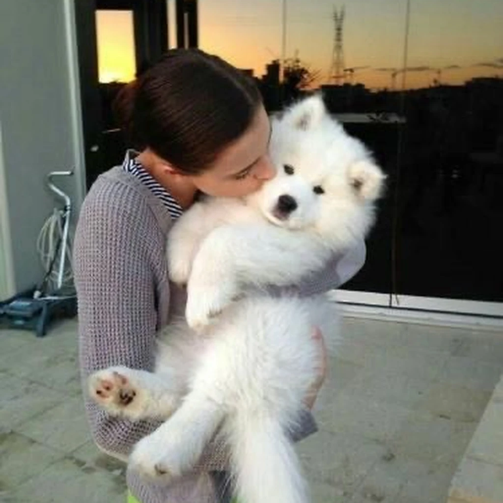Cachorro Samoyedo Nala con su familia en Medellín