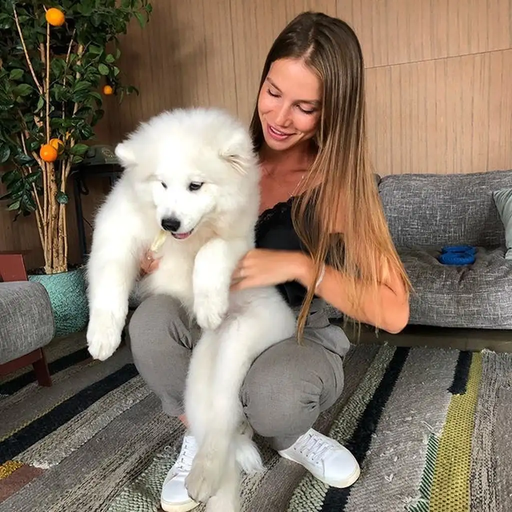 Cachorro Samoyedo Luna con su familia en Cali